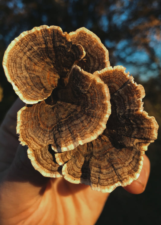 Turkey Tail Tincture