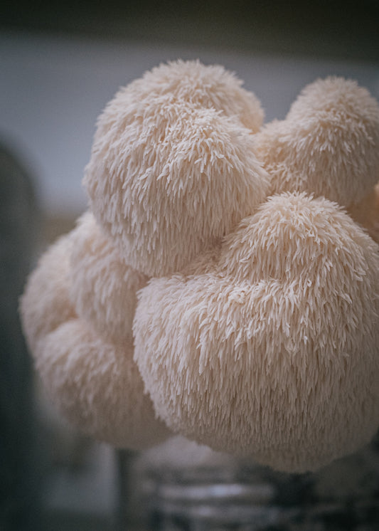 Lion's Mane Tincture