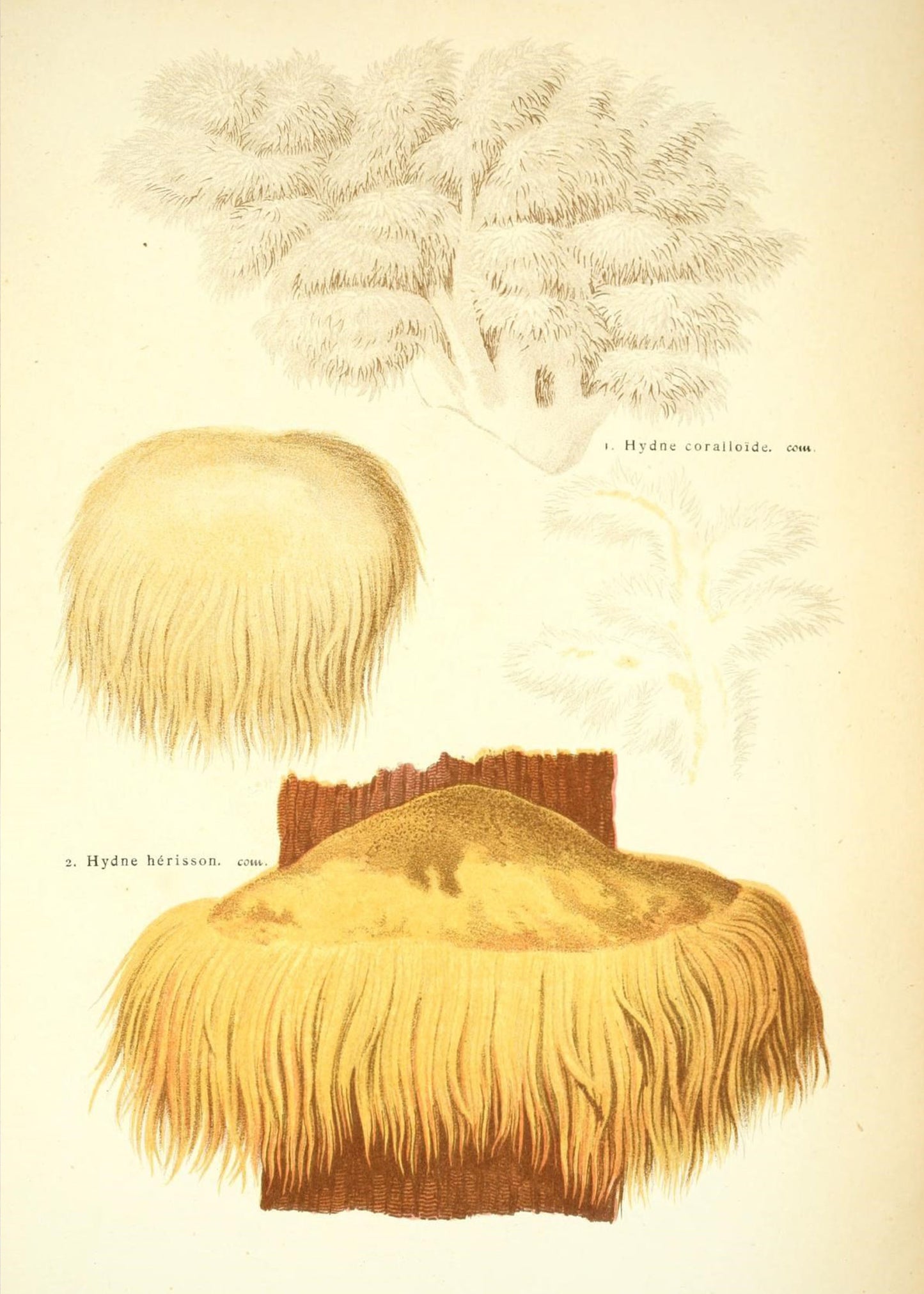 Lion's Mane Tincture