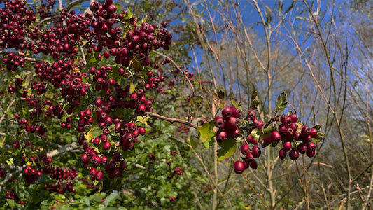 Travelling through the thicket Part Two