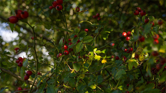 Travelling through the thicket Part One