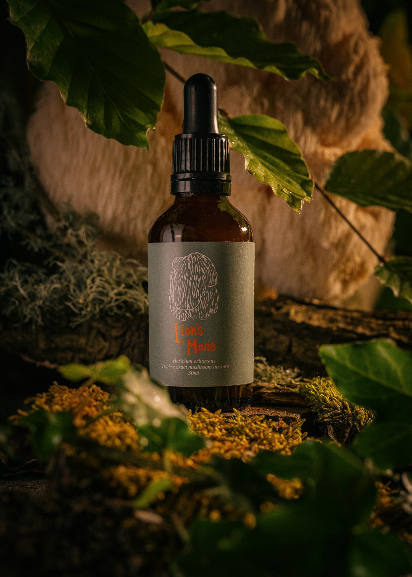 Lion's Mane Tincture