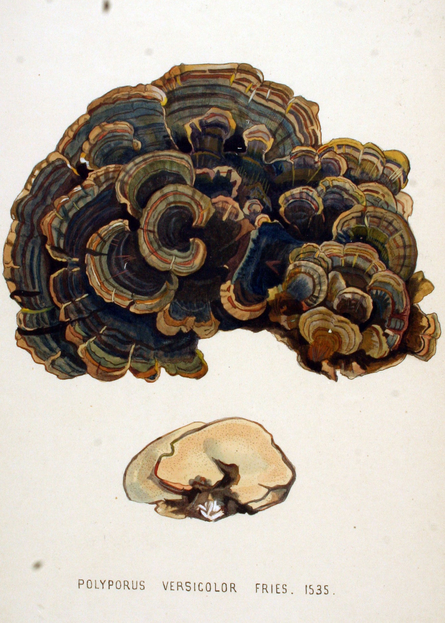 Turkey Tail Tincture