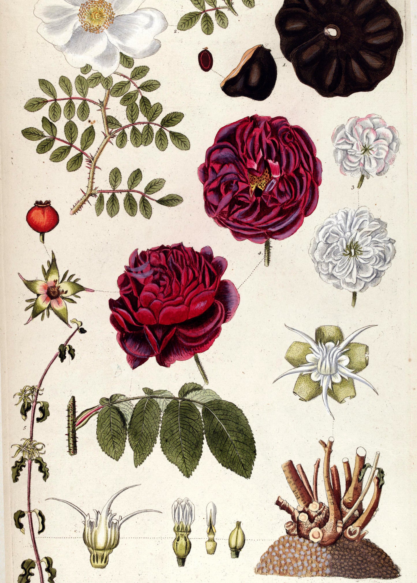 Reishi, Hawthorn & Rosehip Tincture