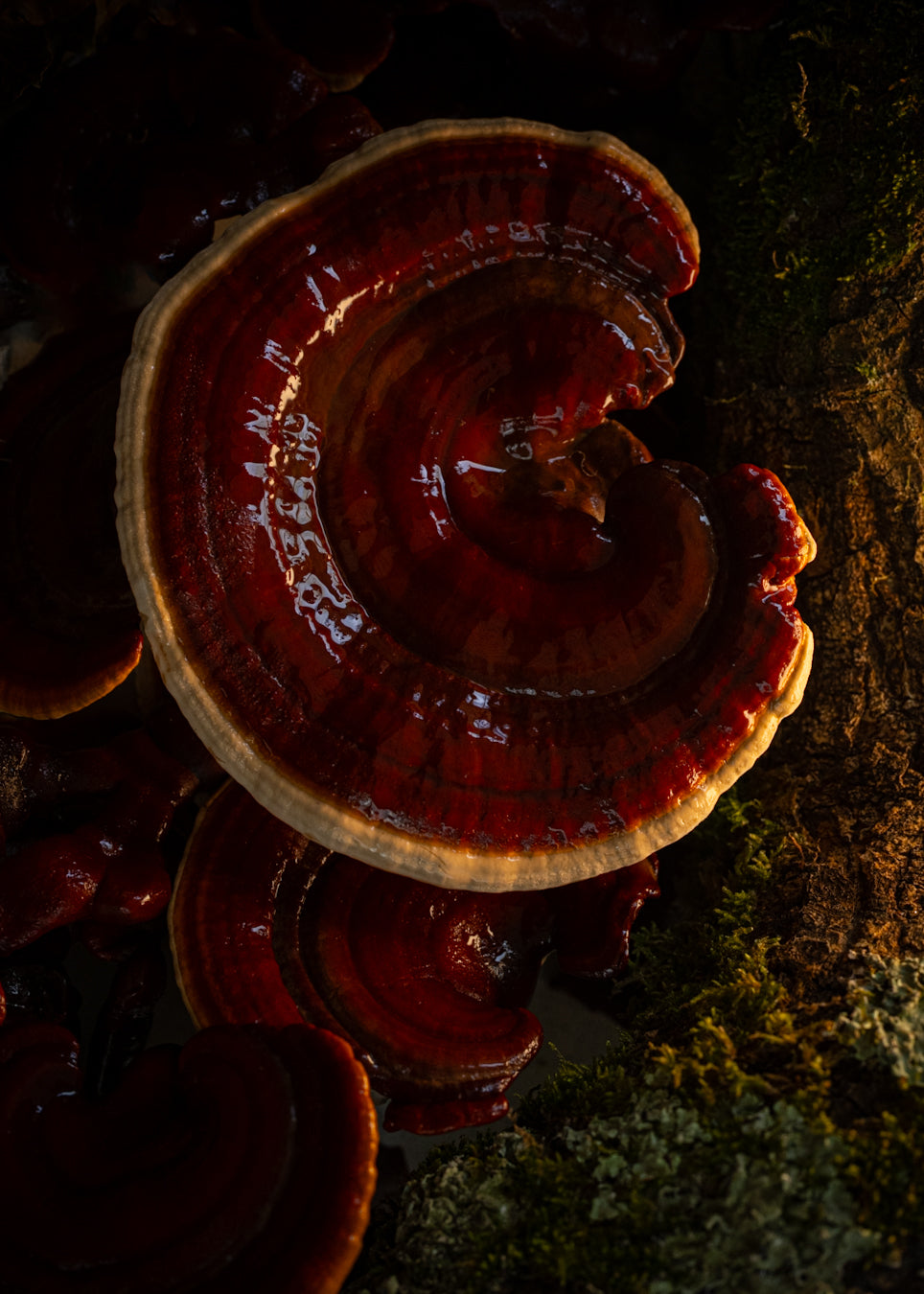 Reishi Tincture